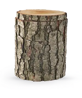 Edition Baumurne, Schwarzerle, Säckchen mit Erlensamen