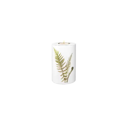 [37547] FLORA BIO-LEHM Memory Farn weiß